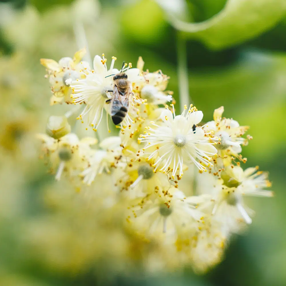 Linden honey 700g - Image 3
